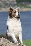 BORDER COLLIE 707